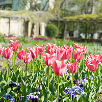 Buy canvas prints of Tulips in the sunshine by Nick Hirst