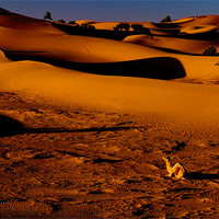 Buy canvas prints of Sahara Sunrise by Tony Polain