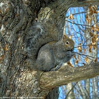 Buy canvas prints of Grey Squirrel In Winter. by Gary Barratt