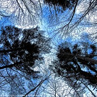 Buy canvas prints of Forest Winter Sky. by Gary Barratt