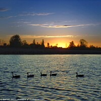 Buy canvas prints of Five Geese At Sunset. by Gary Barratt