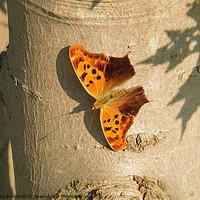Buy canvas prints of Orange Butterfly On Maple by Gary Barratt
