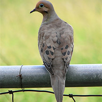 Buy canvas prints of Dove On A Steel Gate by Gary Barratt