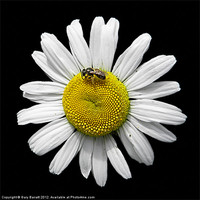 Buy canvas prints of Bee Loves Me Loves Me Not by Gary Barratt