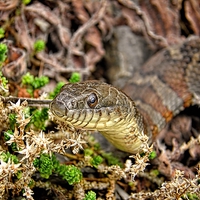 Buy canvas prints of  A Snake In The Moss by Gary Barratt