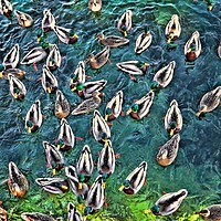 Buy canvas prints of Duck Swarm by Gary Barratt