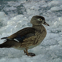 Buy canvas prints of Cold Duck. by Gary Barratt