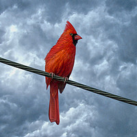 Buy canvas prints of A Bird On A Wire. by Gary Barratt