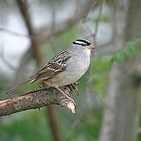 Buy canvas prints of White-Crowned Sparrow. by Gary Barratt