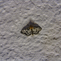 Buy canvas prints of Moth On Stucco At Night by Gary Barratt