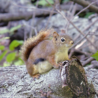 Buy canvas prints of A Little Red Squirrel by Gary Barratt