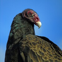 Buy canvas prints of North American Turkey Vulture by Gary Barratt