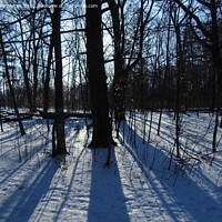 Buy canvas prints of Long Winter Shadows by Gary Barratt