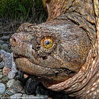 Buy canvas prints of North American Snapping Turtle by Gary Barratt