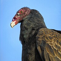 Buy canvas prints of Canada's Summertime Turkey Vulture by Gary Barratt