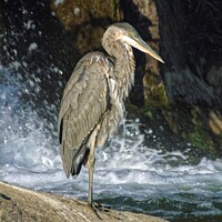 Buy canvas prints of Great Blue Heron By The Water by Gary Barratt