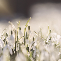 Buy canvas prints of Snowdrops basking in Sun by Adam Payne