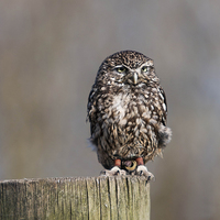 Buy canvas prints of The Burrowing Owl by Adam Payne