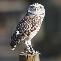 Buy canvas prints of The Little Owl by Adam Payne
