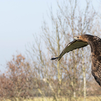 Buy canvas prints of Bird in Flight by Adam Payne