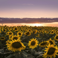 Buy canvas prints of Sunset of Sunflower Field by Adam Payne