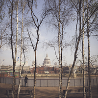 Buy canvas prints of  St.Pauls Cathedral Framed by Silver Birch by Adam Payne