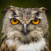 Buy canvas prints of  Eagle Owl Stare by Adam Payne