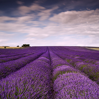 Buy canvas prints of Hitchin Lavender Fields  by Adam Payne