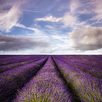Buy canvas prints of Hitchin Lavender Fields by Adam Payne