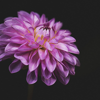 Buy canvas prints of  Dahlia in the shadows by Adam Payne