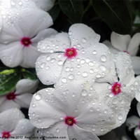 Buy canvas prints of Pretty little white rain drop covered Vinca by Fine art by Rina