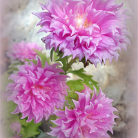 Buy canvas prints of Pink Asters 2 by Fine art by Rina