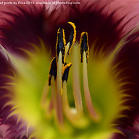 Buy canvas prints of Stamen by Fine art by Rina