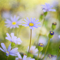 Buy canvas prints of Swan River Daisy by Fine art by Rina