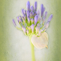 Buy canvas prints of Agapanthus by Fine art by Rina
