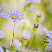 Buy canvas prints of Swan River Daisy 2 by Fine art by Rina