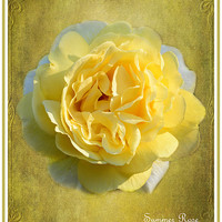 Buy canvas prints of Summer Rose by Fine art by Rina