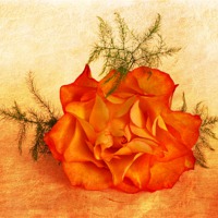Buy canvas prints of Peachy by Fine art by Rina
