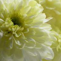 Buy canvas prints of Chrysanthemum by Fine art by Rina