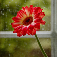 Buy canvas prints of Gerbera by Fine art by Rina