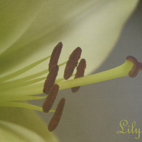 Buy canvas prints of Lily by Fine art by Rina