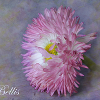 Buy canvas prints of Bellis by Fine art by Rina