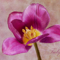 Buy canvas prints of Tulip by Fine art by Rina
