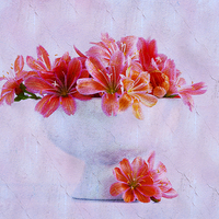 Buy canvas prints of Lewisia by Fine art by Rina