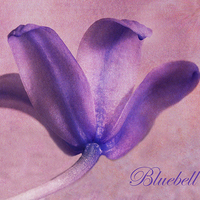 Buy canvas prints of Bluebell by Fine art by Rina