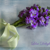 Buy canvas prints of Lilac Delight by Fine art by Rina