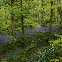 Buy canvas prints of Bluebell woods by Fine art by Rina