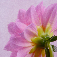 Buy canvas prints of Pretty in pink Dahlia by Fine art by Rina