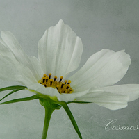 Buy canvas prints of Cosmos by Fine art by Rina