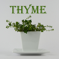 Buy canvas prints of Thyme by Fine art by Rina